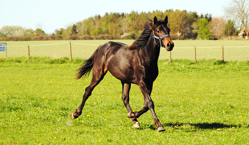 Stutteri Ice har to heste til start i hovedstaden