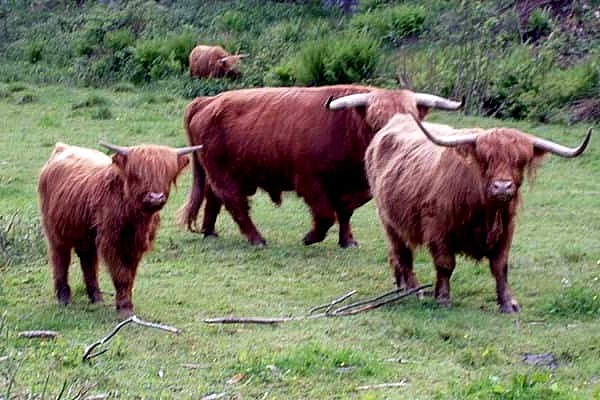 Robust kv�grace skal pleje Jagtk�ret