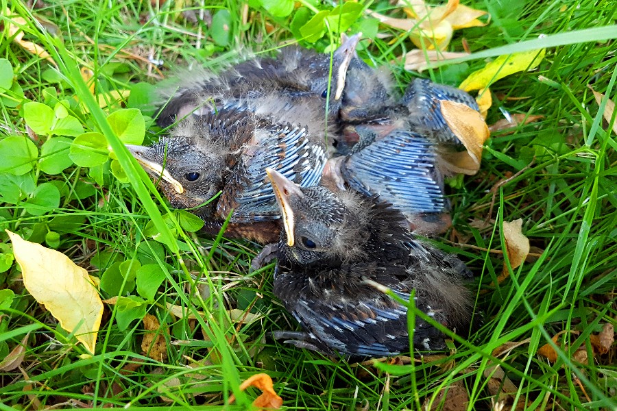 Hj�lp forladte fugleunger