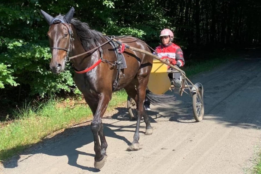 Ny hest handlet til John Gommans stalden