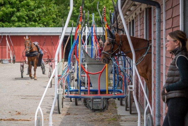 Amat�rkuskene tilbage p� travbanen