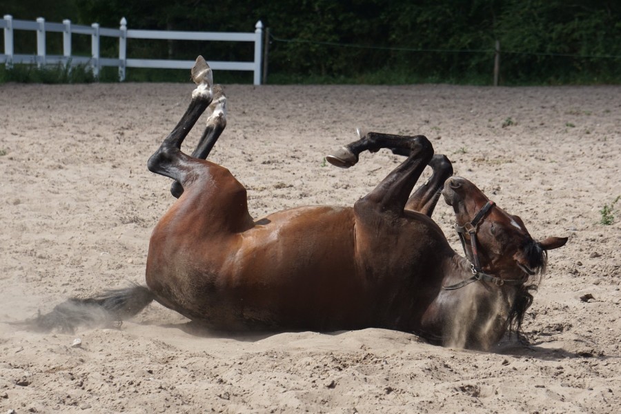 Ny hest har fundet sig fint til rette