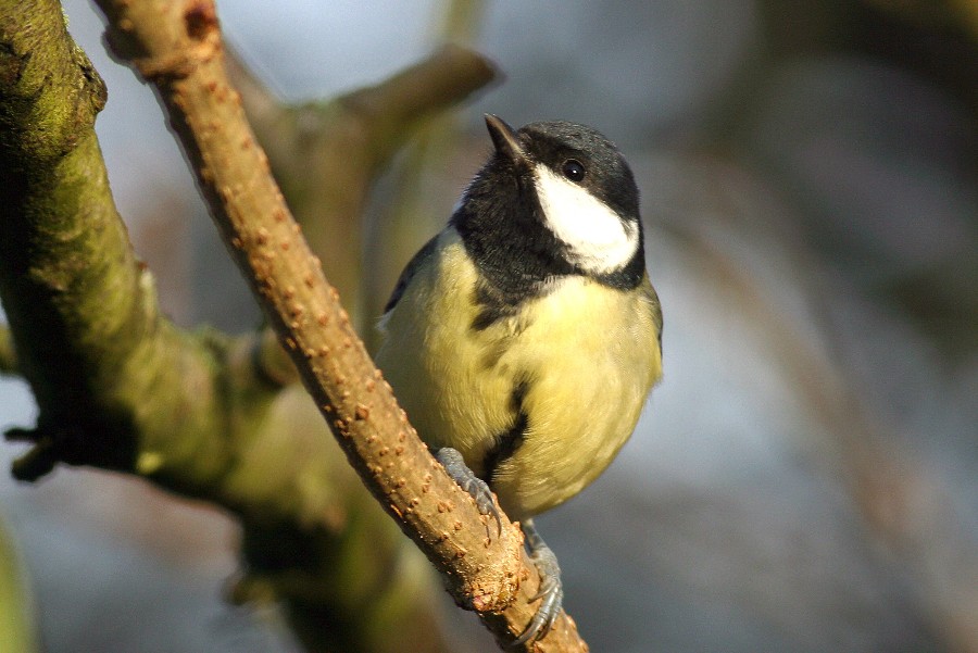 Musvitten kaldes ogs� for savfileren