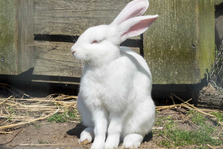 K�ledyr er en grundig overvejelse v�rd