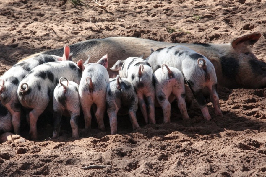 Gylden mulighed for Bornholms landm�nd