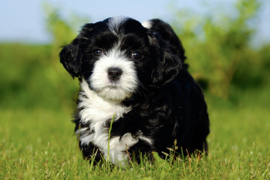 29-�rig tiltalt for at skyde hund i Gudhjem
