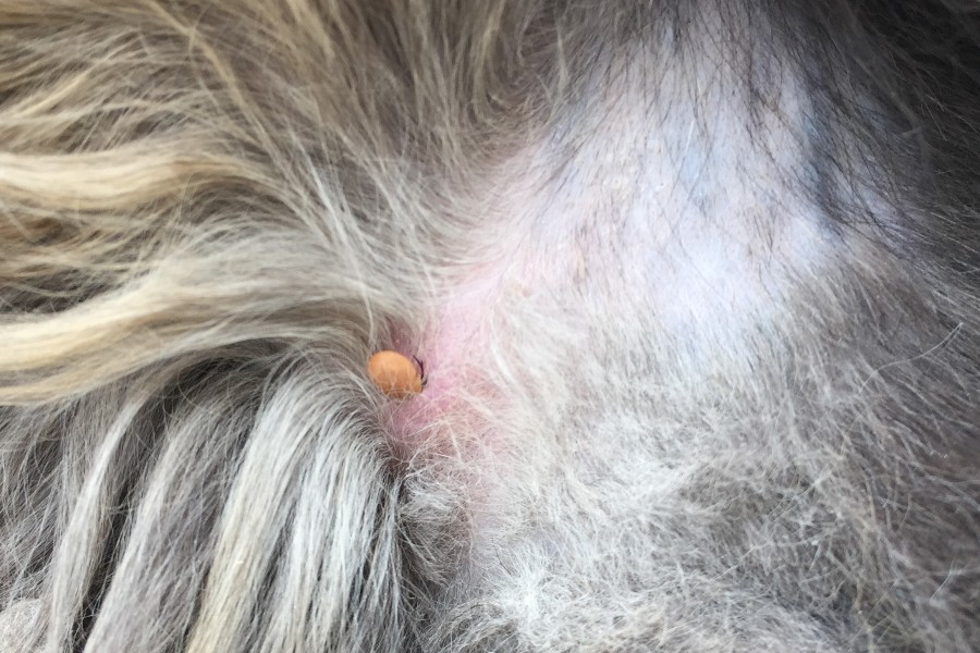 Fl�ter p� hunden