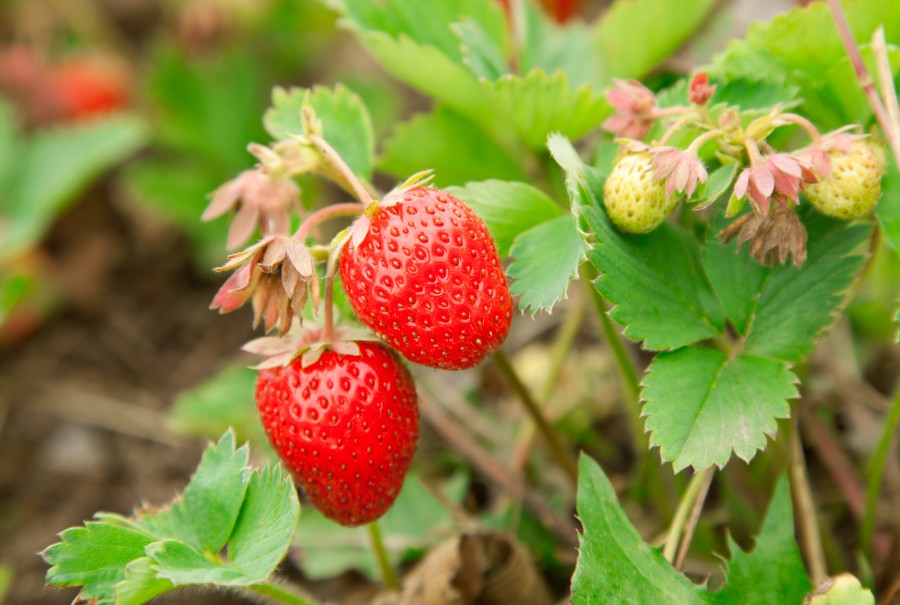 Gr�skimmel i jordb�rene