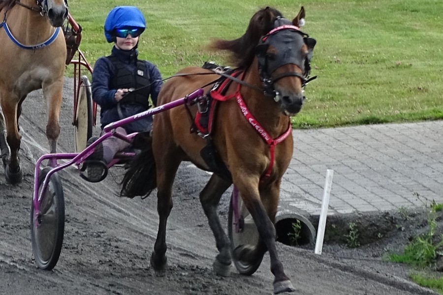 Ny sp�ndende pony k�bt til Bornholm