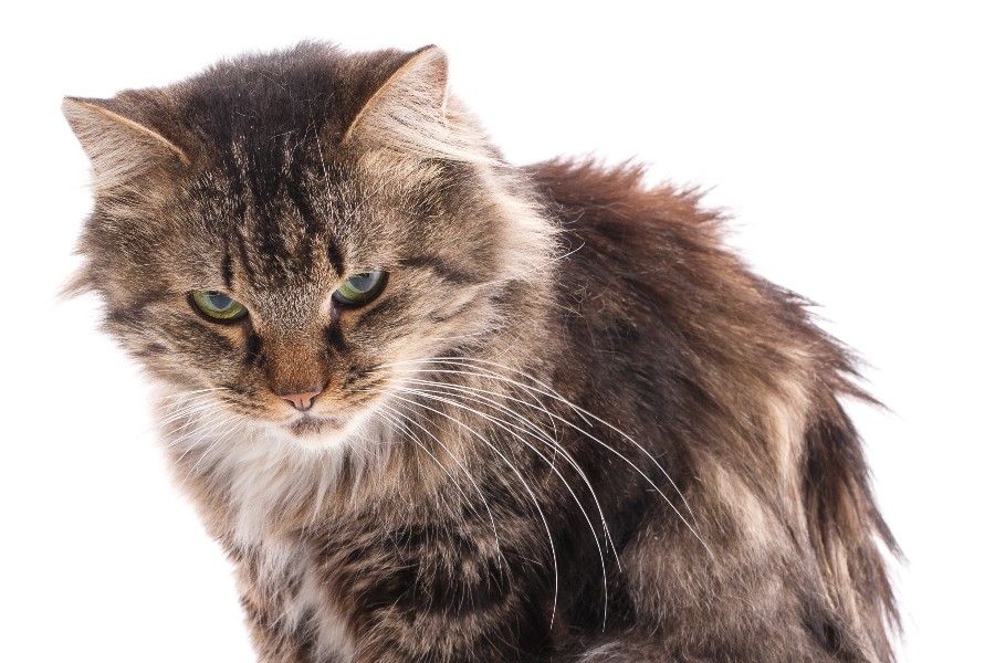 Giv katten overblikket