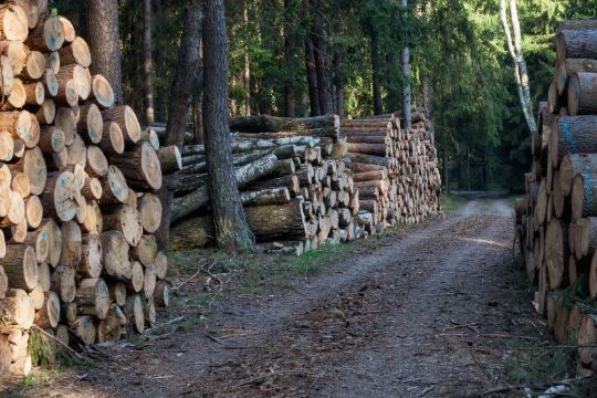 Penge i at skove tr�er p� Bornholm