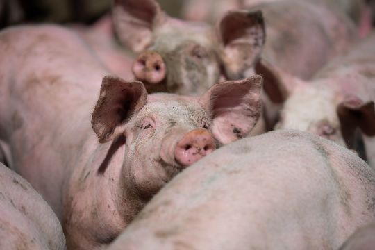 Endnu en svinefarm har stort overskud