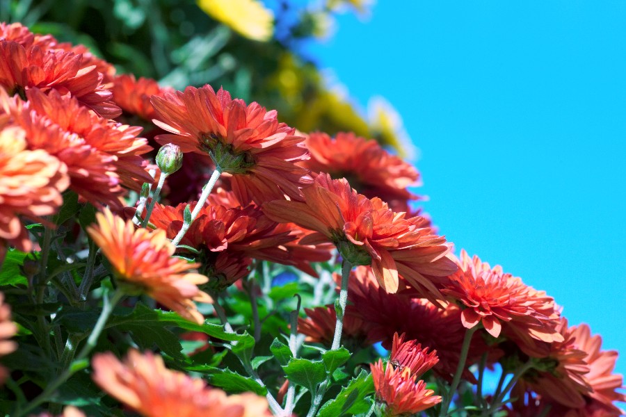 Blomstersalg gav underskud