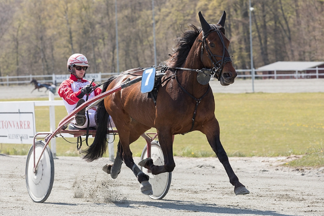 Mads Petersen �rets amat�rkusk i Danmark