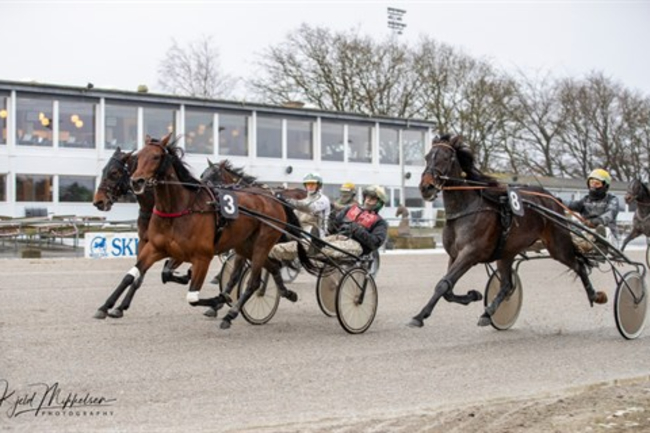 Delejet bornholmskejet travhest hurtigst i Skive