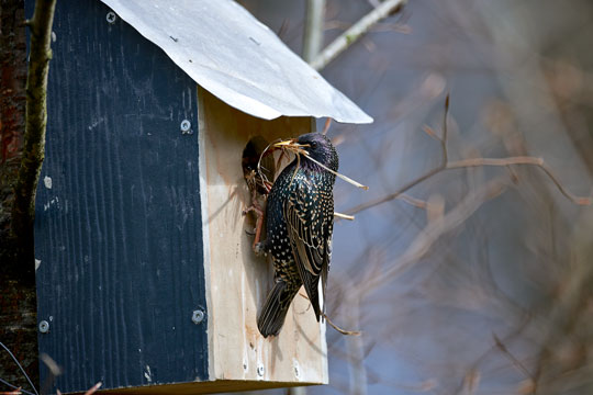 Fuglekasser giver fugle i haven