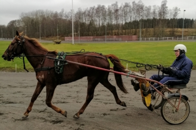 Ny travhest har fundet sig perfekt til rette