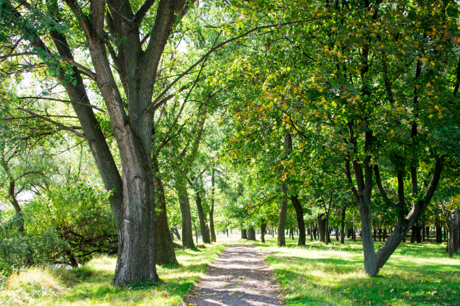 Udbud af pleje af beplantning