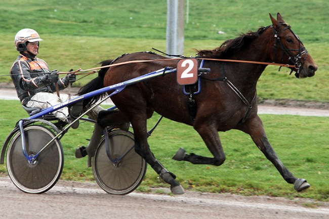 Endnu en travhest k�bt til Bornholm