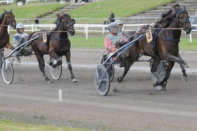 Bornholmer s�lger derbyh�b til anpartsstald