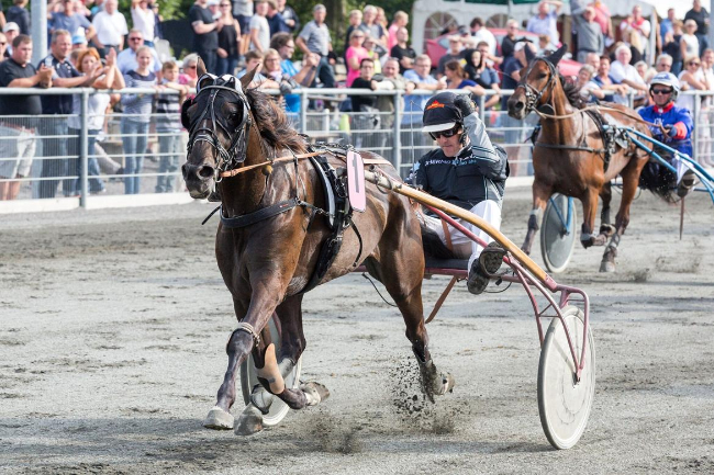 Popul�r travhest aflivet