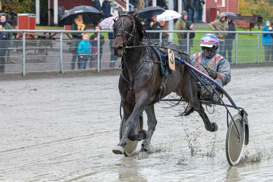 Jetset Onion �rets Sejrshest tredje �r i tr�k