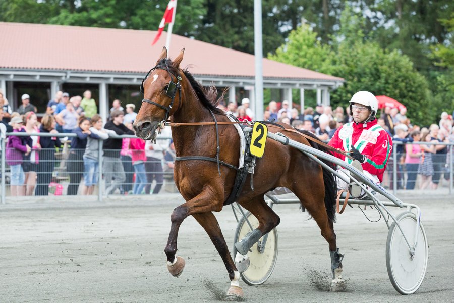 Veteran g�r glip af s�sonfinalen p� travbanen