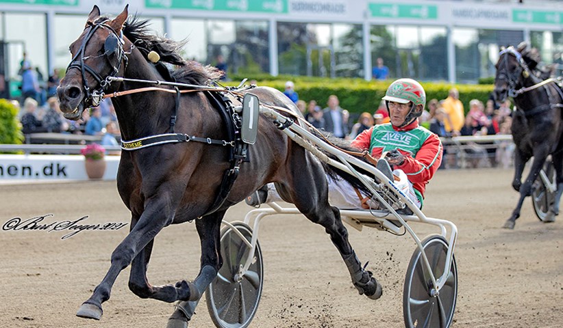 EM-guld til delejet bornholmsk travhest
