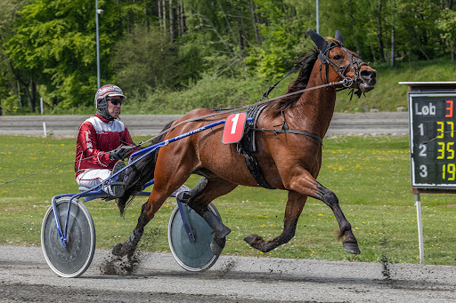 Bornholmsk travhest med i vild jackpotomgang