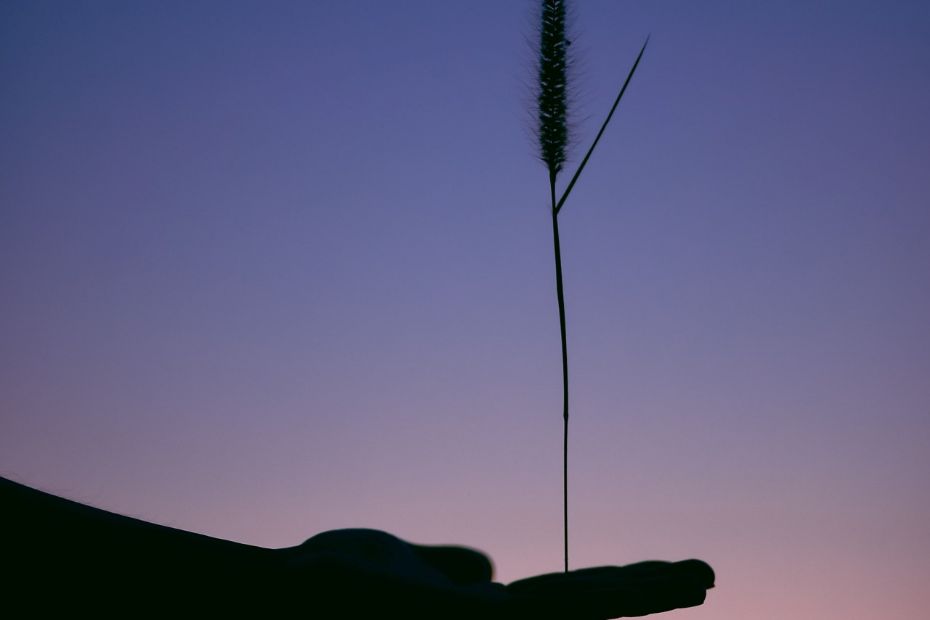 F� ro og overskud med CBD olie