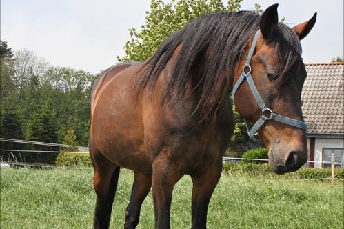 U�ndret hingstehold hos Kurt M. Hansen