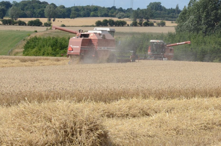 D�rlig h�st: N�dvendigt at importere korn til �en