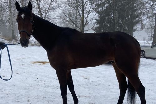 Endnu en travhest handlet til Bornholm