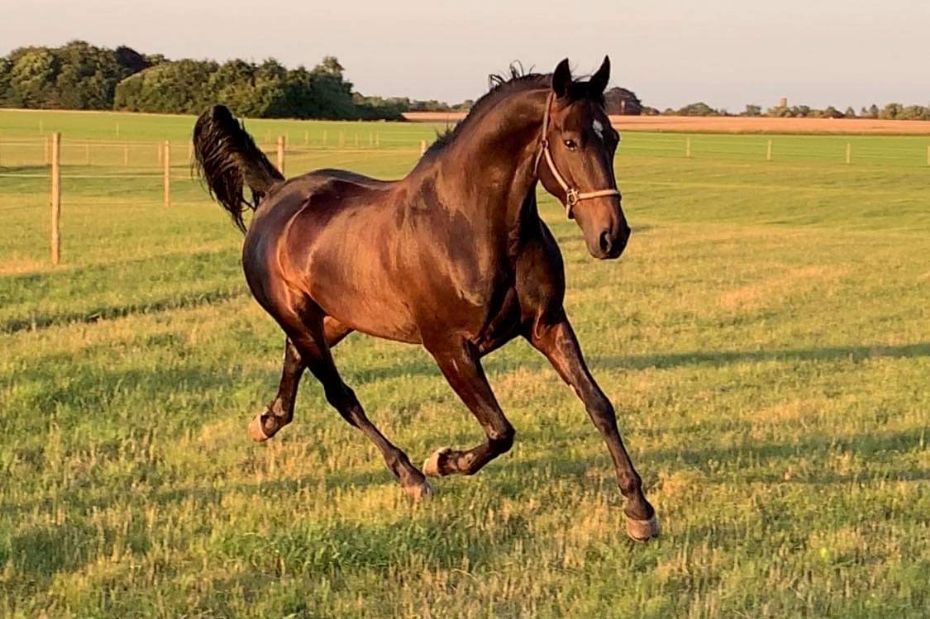 Endnu en travhest k�bt til Bornholm