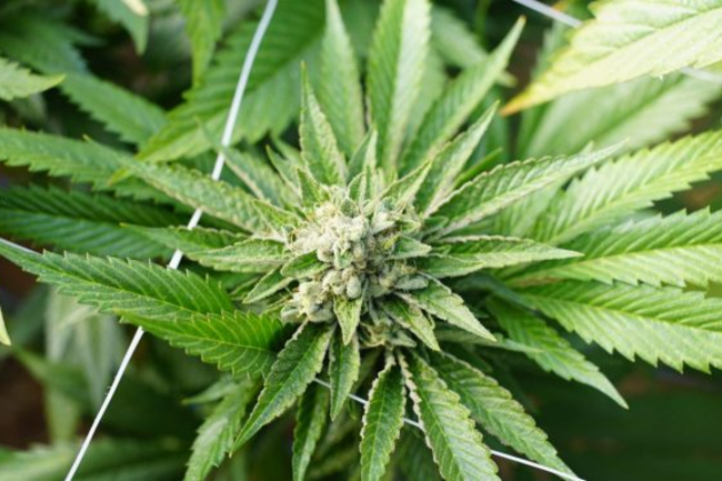 Politiet fandt narkotika i R�nne