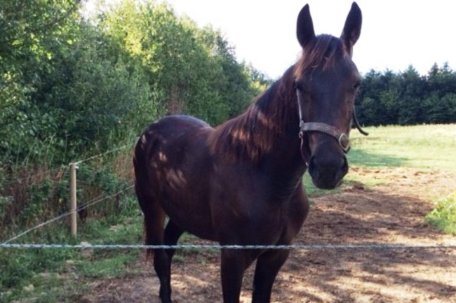 Fernando Fr�k tippet outsider i Sverige