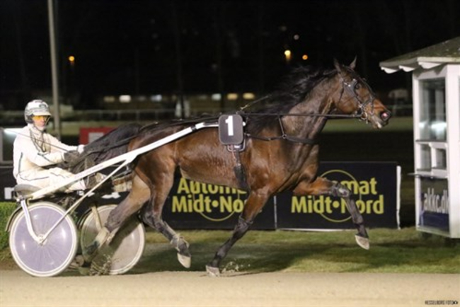 Bornholmsk delejet hest til tops i Aalborg