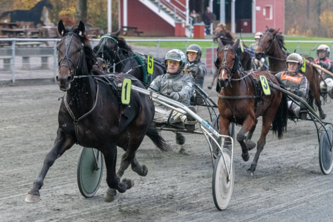 Ubesejret hest bliver sp�ndende