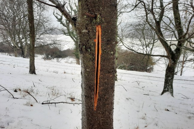 Tr�er skades med vilje ved Hammersholm