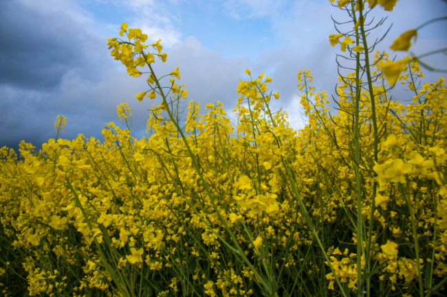 V�kst hos Bornholms Oliem�lle A/S