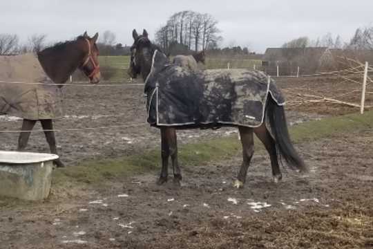 22 travheste i professionel tr�ning