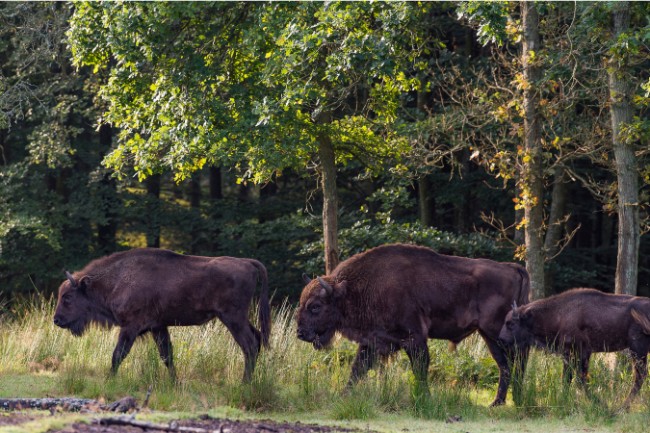 WWF: G�r Almindingen til nationalpark