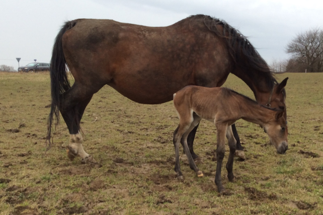 �rets f�rste f�l hos topopdr�tter