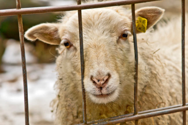 Mand sigtet for uforsvarlig slagtning af seks f�r