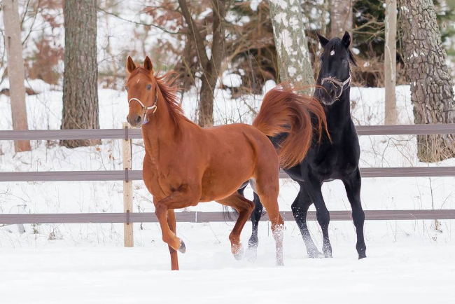 Dobbelt Bornholmsmester gravid i f�rste fors�g