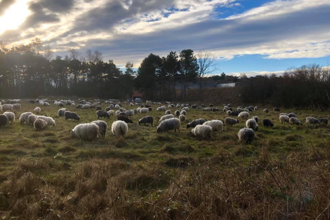 Fremgang for Hammershuslam ApS