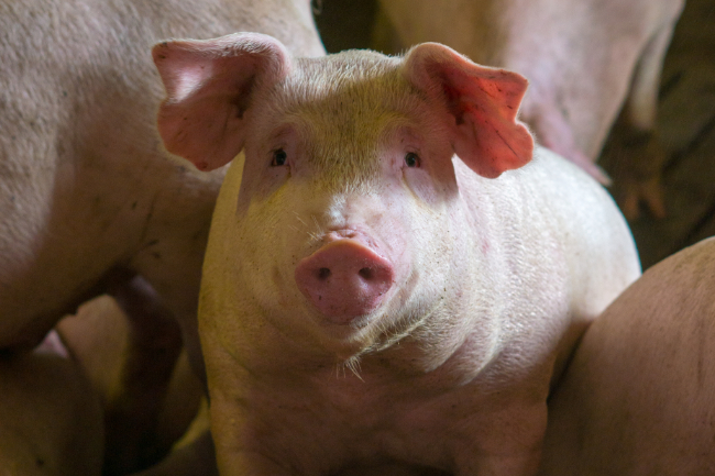 Corona p�virkede svinepriser negativt