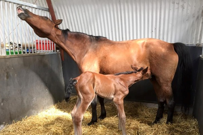 20-�rig hoppe til bed�kning i Jylland