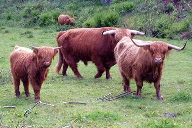 Kv�g skal afgr�sse Borgen i R� Plantage