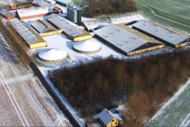 Stor svinebedrift sat til salg